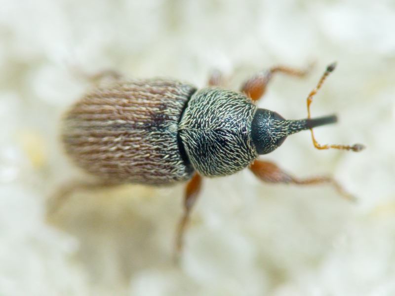 Mecinus pascuorum (Gyllenhal, 1813)